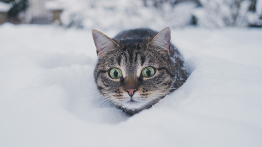 Keep Your Pets Safe During Cold Weather: Essential Tips for Every Pet Owner