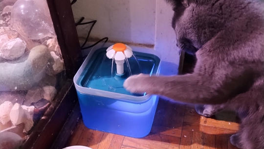 Why Cats Wash Their Hands in the Fountain