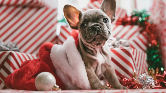 Creating Holiday Traditions with Your Pet