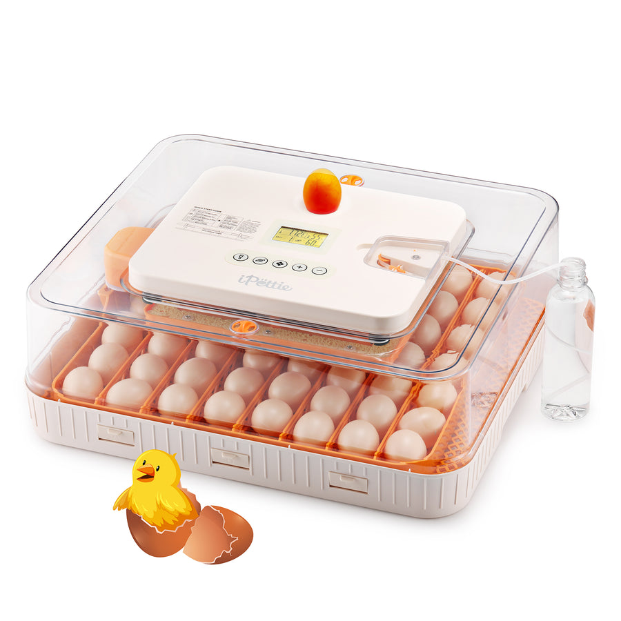 An egg incubator with a transparent lid, displaying multiple eggs inside and a digital control panel on top, along with a water bottle for humidity.