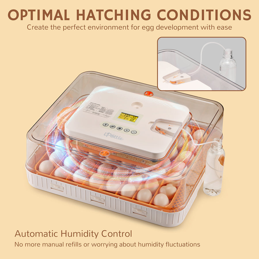 An egg incubator with a transparent cover, featuring a control panel and an automatic humidity control system connected to a water bottle, ensuring optimal hatching conditions for egg development.